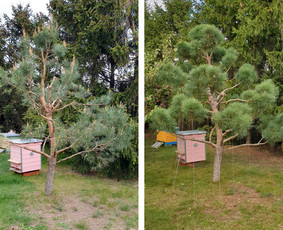 Gyvatvorių karpymas, žeminimas, formavimas / Vytautas R. / Darbų pavyzdys ID 3389946