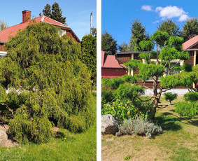 Gyvatvorių karpymas, žeminimas, formavimas / Vytautas R. / Darbų pavyzdys ID 3389948