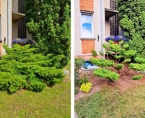 Gyvatvorių karpymas, žeminimas, formavimas / Vytautas R. / Darbų pavyzdys ID 3389950