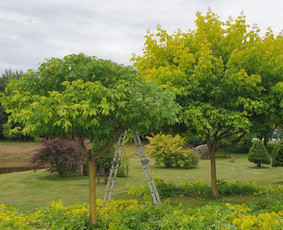 Gyvatvorių karpymas, žeminimas, formavimas / Vytautas R. / Darbų pavyzdys ID 3389962