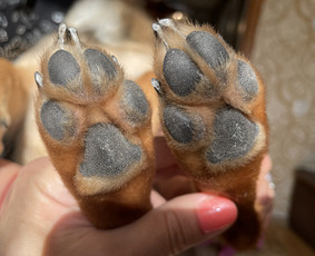 Šunų ir kačių nagų karpymas - Šunų kirpykla - 1