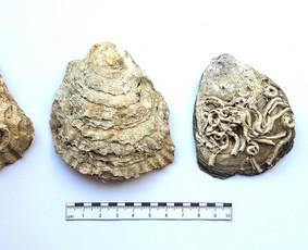 Archeologas, Archeologiniai tyrimai / Donatas Zubrickas / Darbų pavyzdys ID 3401488