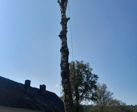 Avarinių medžių pjovimas gyvatvorių karpymas. / Aplinkos tvarkymo-priežiūros darbai / Darbų pavyzdys ID 3407064