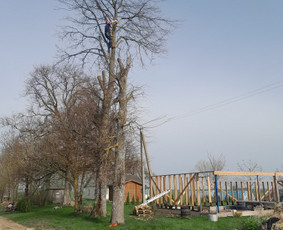 Avarinių medžių pjovimas gyvatvorių karpymas. / Aplinkos tvarkymo-priežiūros darbai / Darbų pavyzdys ID 3407070
