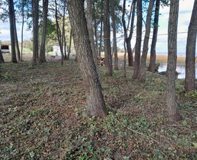 Avarinių medžių pjovimas gyvatvorių karpymas. / Aplinkos tvarkymo-priežiūros darbai / Darbų pavyzdys ID 3407496