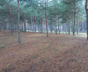 Avarinių medžių pjovimas gyvatvorių karpymas. / Aplinkos tvarkymo-priežiūros darbai / Darbų pavyzdys ID 3407502