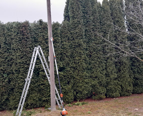 Avarinių medžių pjovimas gyvatvorių karpymas. / Aplinkos tvarkymo-priežiūros darbai / Darbų pavyzdys ID 3407504