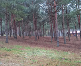 Avarinių medžių pjovimas gyvatvorių karpymas. / Aplinkos tvarkymo-priežiūros darbai / Darbų pavyzdys ID 3407518