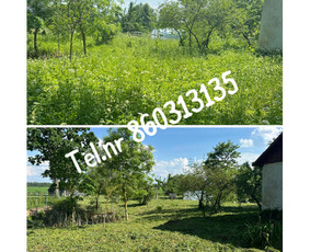 Medžių genėjimas*gyvatvorių karpymas*aplinkos tvarkymas / Zigmas / Darbų pavyzdys ID 3408736