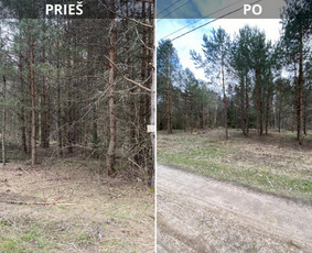 Sklypų tvarkymas: medžių ir krūmų pjovimas su išvežimu. / Albertas Rakuckis / Darbų pavyzdys ID 3410112