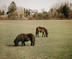 Sodybos nuoma Kauno r. (be nakvynės) / Neriuko Sapnas / Darbų pavyzdys ID 3427458