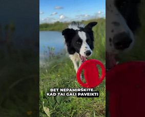 UGC video vet.klinikai