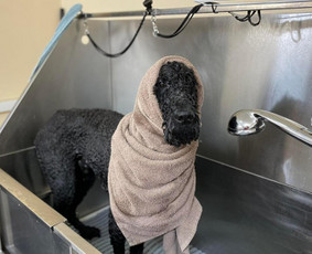 Šunų ir kačių maudymas - Šunų kirpykla - 1