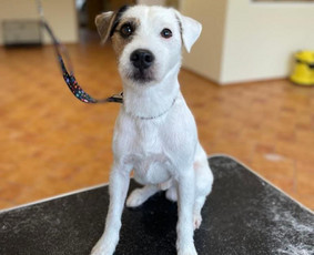 Šunų ir kačių kailio priežiūra - Šunų kirpykla - 1