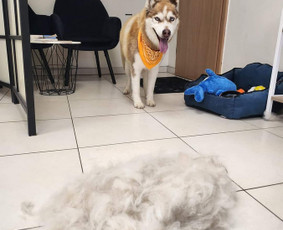 Šunų kirpykla / Kirpėjos / Darbų pavyzdys ID 3446060
