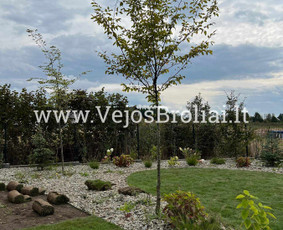 Vejos įrengimas, apželdinimas. / Vejos Broliai / Darbų pavyzdys ID 3446546