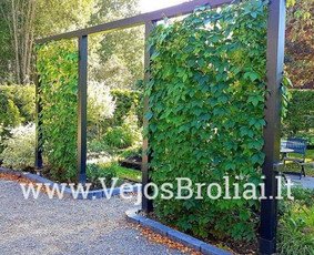 Vejos įrengimas, apželdinimas. / Vejos Broliai / Darbų pavyzdys ID 3446622