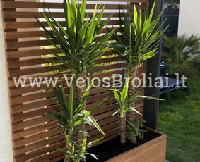 Vejos įrengimas, apželdinimas. / Vejos Broliai / Darbų pavyzdys ID 3446624