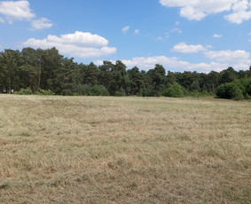 Žolės šienavimas, tujų formavimas, sodybų priežiūra / Erikas Mantickis / Darbų pavyzdys ID 3452054