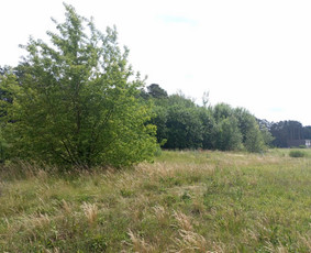 Žolės šienavimas, tujų formavimas, sodybų priežiūra / Erikas Mantickis / Darbų pavyzdys ID 3452064
