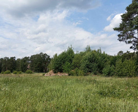 Žolės šienavimas, tujų formavimas, sodybų priežiūra / Erikas Mantickis / Darbų pavyzdys ID 3452066