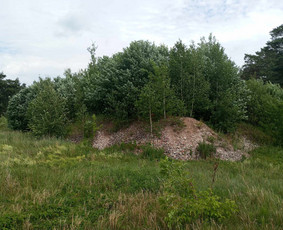 Žolės šienavimas, tujų formavimas, sodybų priežiūra / Erikas Mantickis / Darbų pavyzdys ID 3452068