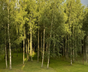 Psichoterapeutė Eivina (Ket kryptis) / Eivina Vasiljevienė / Darbų pavyzdys ID 3455204