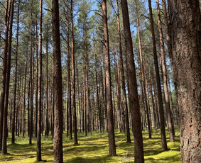 Psichologinė, emocinė pagalba - Psichologė Eivina. Kognityvinė ir elgesio terapija - 3
