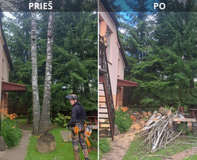 Medžių pjovimas, genėjimas. Aplinkos,miškų priežiūra / MB "Miškų Vilkai" / Darbų pavyzdys ID 3458594