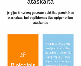 #1 Internetinių svetainių ir parduotuvių kūrimas / MB REKA GROUP / Darbų pavyzdys ID 3460578