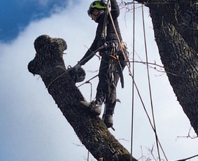 Profesionalūs Arboristai ! (Dirbame Visoje Lietuvoje) - Statybos, apdaila - 3 Statybos, apdaila - Profesionalūs Arboristai ! (Dirbame Visoje Lietuvoje) - 3