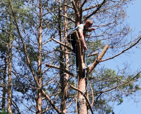 Avarinių medžių pjovimo paslaugos. / Rimas. M.- (Aboristas) / Darbų pavyzdys ID 3471484