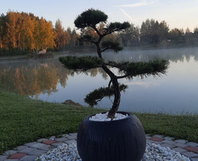 Bonsai pušelės, kalnapušės - Prekyba - 1 Prekyba - Bonsai pušelės, kalnapušės - 1