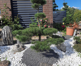 Bonsai pušelės, kalnapušės - Prekyba - 2 Prekyba - Bonsai pušelės, kalnapušės - 2