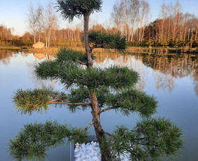 Bonsai pušelės, kalnapušės - Prekyba - 4 Prekyba - Bonsai pušelės, kalnapušės - 4