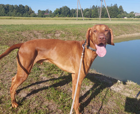 Gyvūnų priežiūra. Nakvynė. / Daiva / Darbų pavyzdys ID 3480184