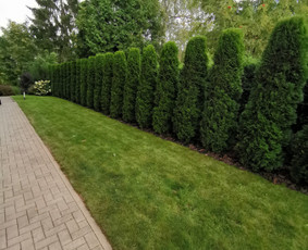 Medžių genėjimas, purškimas, gyvatvorių karpymas, sodo priež / Justas Kubilius / Darbų pavyzdys ID 3484930