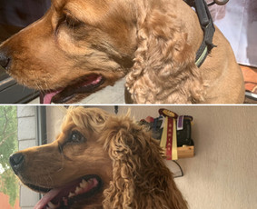 Spanielio teumpas kirpimas. Pikto ir nenuoramos- 30€