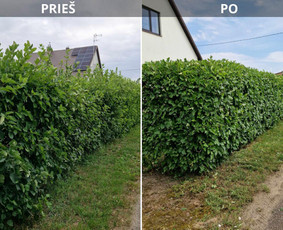 Apželdinimo, aplinkos tvarkymo, želdynų priežiūros darbai - Gyvatvorių karpymas - 3 Gyvatvorių karpymas - Apželdinimo, aplinkos tvarkymo, želdynų priežiūros darbai - 3