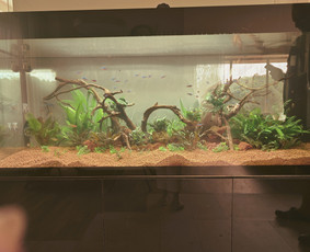 Akvariumų specialistas - Buitinės paslaugos - 1 Buitinės paslaugos - Akvariumų specialistas - 1