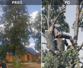 Avarinių medžių pjovimo paslaugos. / Rimas. M.- (Aboristas) / Darbų pavyzdys ID 3491086