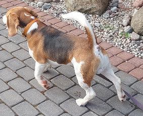 Gyvūnų priežiūra. Nakvynė. / Daiva / Darbų pavyzdys ID 3492096