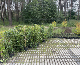 Vejos įrengimas .Augalų sodinimas. Trinkelių klojimas. / FlorAgra / Darbų pavyzdys ID 3498490