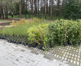 Vejos įrengimas .Augalų sodinimas. Trinkelių klojimas. / FlorAgra / Darbų pavyzdys ID 3498492