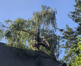 Medžių pjovimas, genėjimas. Aplinkos,miškų priežiūra / MB "Miškų Vilkai" / Darbų pavyzdys ID 3499324