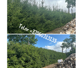 Vejos pjovimas-aplinkos priežiūra, tvarkymas. / Zigmas / Darbų pavyzdys ID 3504806