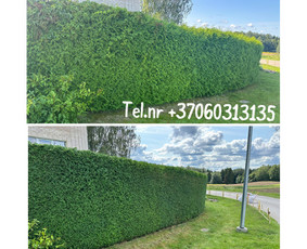 Medžių genėjimas*gyvatvorių karpymas*aplinkos tvarkymas / Zigmas / Darbų pavyzdys ID 3504826