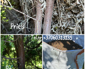 Vejos pjovimas-aplinkos priežiūra, tvarkymas. / Zigmas / Darbų pavyzdys ID 3512482