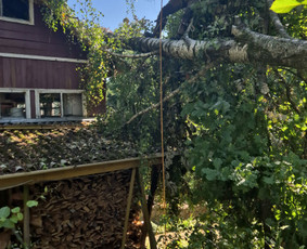 Medžių pjovimas, genėjimas. Aplinkos,miškų priežiūra / MB "Miškų Vilkai" / Darbų pavyzdys ID 3514292