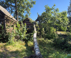 Medžių pjovimas, genėjimas. Aplinkos,miškų priežiūra / MB "Miškų Vilkai" / Darbų pavyzdys ID 3514290